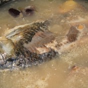 北芪红枣鲫鱼汤
