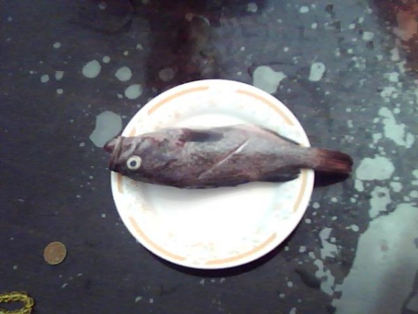 清淡黑鱼汤的做法