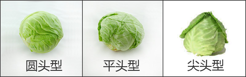 【卷心菜】的功效与作用_【卷心菜】的营养价值_食材