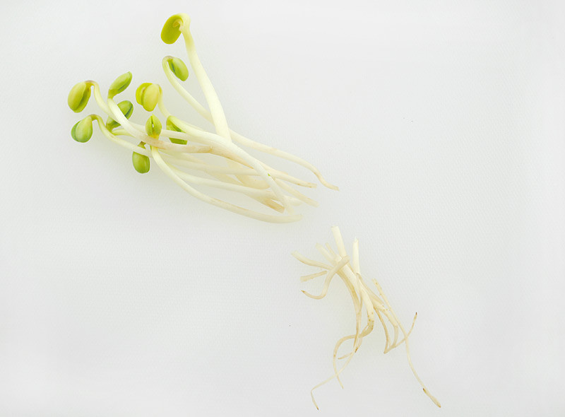 黄豆芽导管图图片