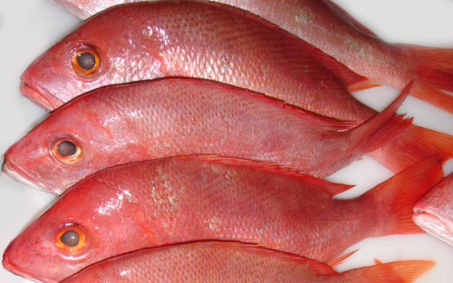 鲷鱼 的功效与作用 鲷鱼 的营养价值 食材百科 美食杰