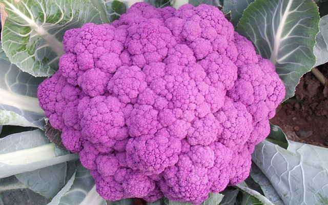 紫花菜 的功效与作用 紫花菜 的营养价值 食材百科 美食杰