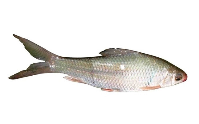 鲮鱼的种类名称及图片图片