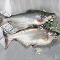 巴沙鱼 的功效与作用 巴沙鱼 的营养价值 食材百科 美食杰