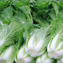 大白菜 的功效与作用 大白菜 的营养价值 食材百科 美食杰